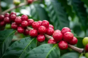 Cerises de café rouges mûres en grappes sur une branche de caféier vert