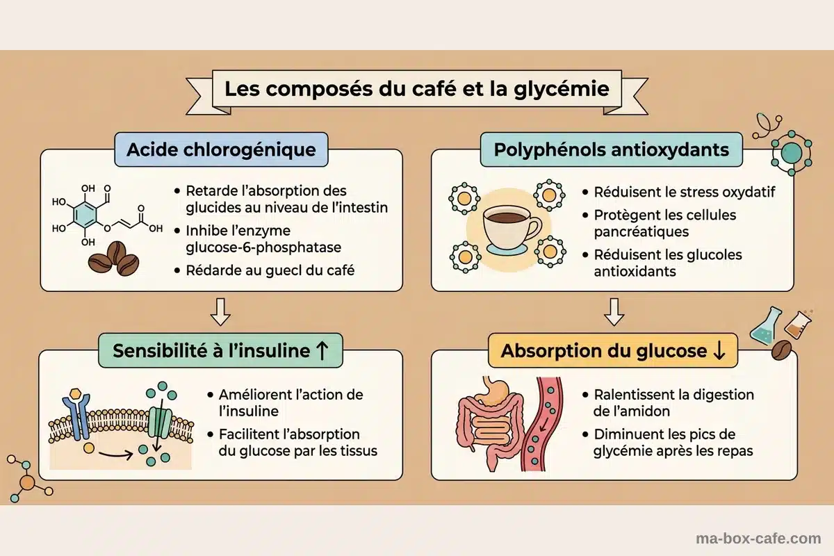 Composés du café et effets sur la glycémie Infographie montrant les composés du café et leur action sur la sensibilité à l'insuline et la glycémie