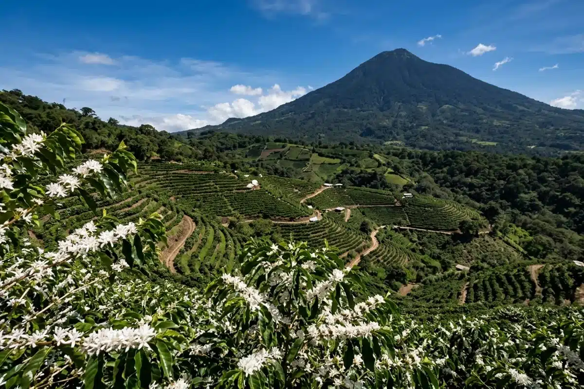 Terrasses de caféiers en fleurs sur les pentes d Antigua Caféiers en fleurs blanches sur les pentes volcaniques d Antigua, Guatemala, avec le volcan Agua en arrière-plan