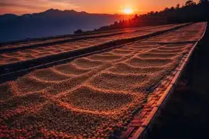 Grains de café parcheminés séchant sur des lits en bois tressé dans les hautes terres du Guatemala au soleil couchant