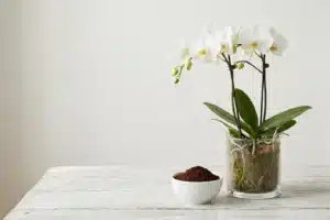 Marc de café dans un bol en céramique posé à côté d'une orchidée phalaenopsis blanche en pot transparent