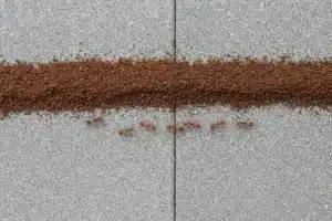 Vue de dessus d'une barrière de marc de café sur une terrasse en pierre avec des fourmis rouges stoppées
