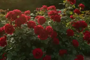 rosier rouge en pleine floraison au jardin, idéal pour tester l apport de marc de café