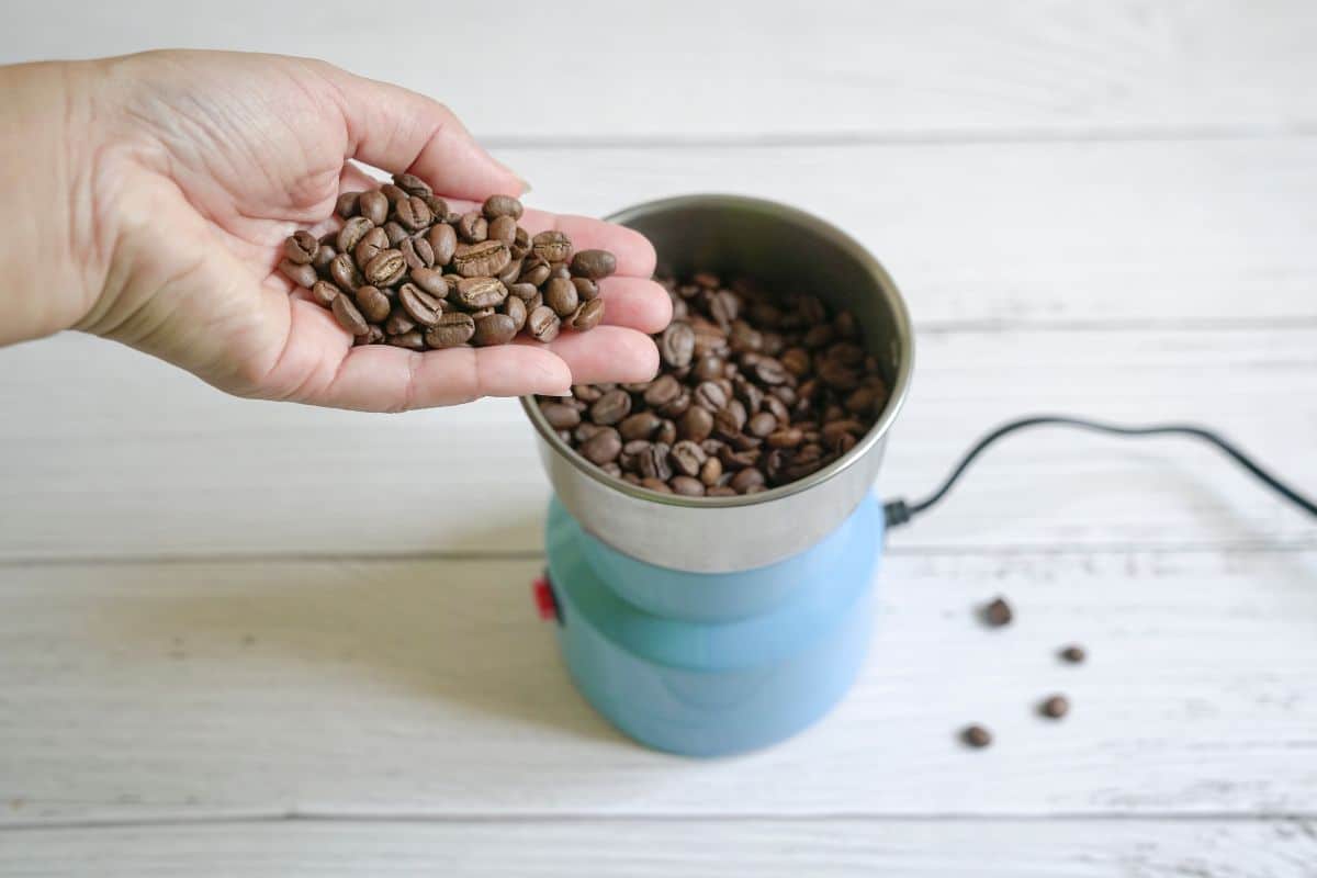 Main tenant une poignée de grains de café torréfiés au-dessus d'un moulin à café électrique compact rempli de grains, sur un plan de travail en bois blanc