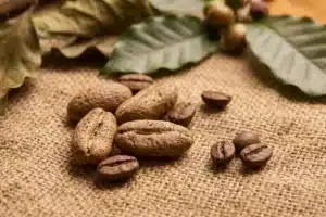 grains de café maragogype sur toile de jute, leur taille exceptionnelle bien visible