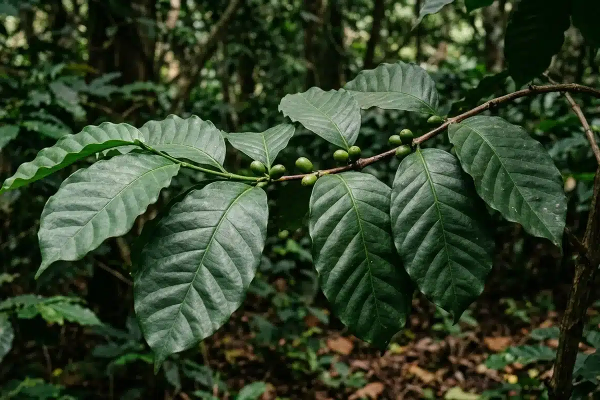 branche caféier maragogype rendement faible branche de caféier maragogype avec peu de cerises, illustrant le faible rendement de la variété