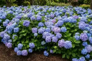 Hortensias bleus en fleurs dans un massif de jardin